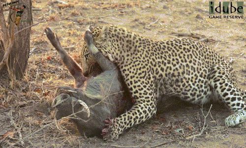 Tuy mất khá nhiều thời gian để lợn rừng mất máu và chết hẳn nhưng báo đốm đực vẫn dường như rất thưởng thức quá trình săn giết lợn rừng theo cách riêng của mình.