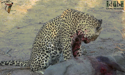 Sau khi lợn rừng chết hẳn vì mất máu quá nhiều, báo đốm đực thả con mồi ra, từ từ liếm bớt máu của con mồi dây trên cơ thể và tiến đến hồ nước để giải khát.