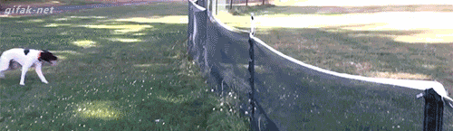 Không còn nhớ cách phi thân vượt chướng ngại vật, chú chó đốm này đành dùng cách lộn người.