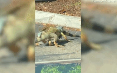 Người ghi lại những hình ảnh này là Moskoff, một người đi đường. Theo Moskoff chia sẻ, ngày hôm đó, anh cùng bạn của mình là Sarah đang chuẩn bị lái xe đi thì nhìn thấy cảnh tượng thú vị này. Hai con cự đà khổng lồ ôm chặt lấy nhau và chiến đấu rất hung hăng.