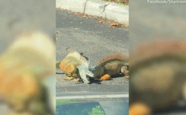 Cuộc chiến bất phân thắng bại khi hai con cự đà có kích thước và thể lực như nhau.