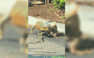 Một số người lái xe còn xuống xe để quan sát được rõ hơn. Điều này đã gây ra sự cố tắc nghẽn giao thông tạm thời.