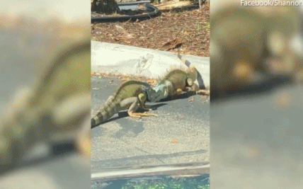 Cụ thể, màn kịch chiến của cự đà khổng lồ diễn ra bên ngoài bãi đậu xe của một quán cà phê Starbucks ở Boca Raton, Florida. Cuộc chiến dữ dội đến mức thu hút rất nhiều người đi bộ đứng xem.