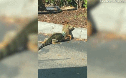 Mới đây, hai con cự đà khổng lồ đã trở nên nổi tiếng bởi trận đánh dữ dội, bất phân thắng bại tại một bãi đậu xe ở phía Nam Florida, Mỹ. Hành vi của chúng thu hút đông đảo sự chú ý của mọi người và thậm chí còn gây ách tắc giao thông.