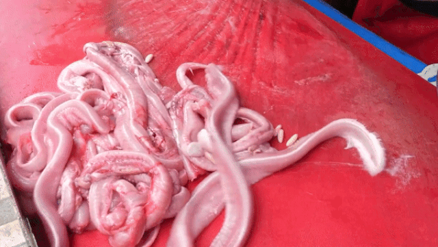 Món cá vược đá hay cá mút đá vài năm trở lại đây được nhiều người Việt Nam biết đến và yêu thích. Tuy rằng có vẻ ngoài rùng rợn thế nhưng loài cá này lại là nguyên liệu làm nên nhiều món ăn thơm ngon.