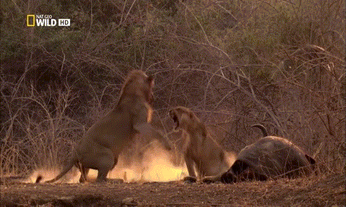 Nhìn thấy sư tử cái đang thưởng thức thịt trâu, một con sư tử đực trẻ tuổi quyết tâm đến cướp mồi, một màn sư tử đực đại chiến sư tử cái giành xác trâu diễn ra.