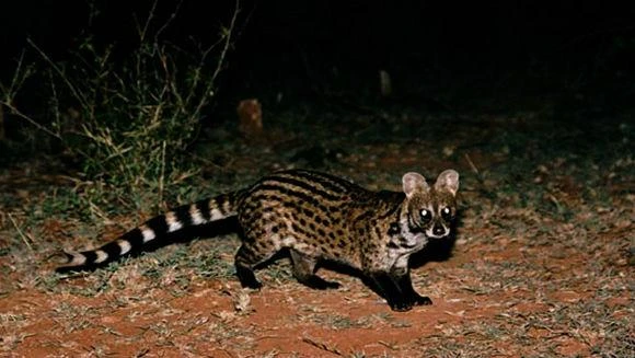 Rùng mình “quái thú” đầu chuột thân mèo đột nhập, sự thật choáng váng 