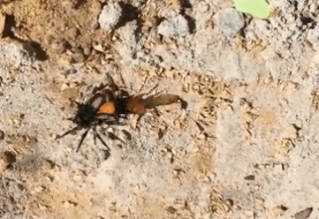 Mặc dù nhện săn mồi cố gắng khống chế ong bắp cày nhưng không thành công. Chỉ cần có kẽ hở, ong bắp cày lập tức phản công, liên tục đâm vào cơ thể của nhện thợ săn.