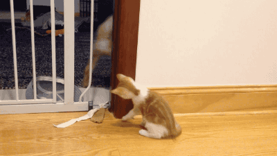 Đi chơi không rủ bạn bè, chú chó nghịch ngợm bị kẻ thù mèo tát liên tiếp vào mặt khi cố gắng lách cửa đi vào.