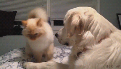 Để trả thù mèo, chú chó này đã đợi thời cơ rất lâu. Chỉ cần mèo sơ ý, chú chó ranh mãnh sẽ lập tức ra tay.