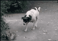 Chỉ vì những màn rình mò, trêu nhọc rất nhây này, chú chó hiếu động bị mèo dồn đuổi chạy trối chết.