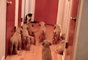 Cả một bầy chó con phải sợ hãi trước bảo mẫu mèo khoang. Chỉ cần chị mèo "trấn thủ" ở cửa, không con chó con nào dám cạy cửa đi chơi.