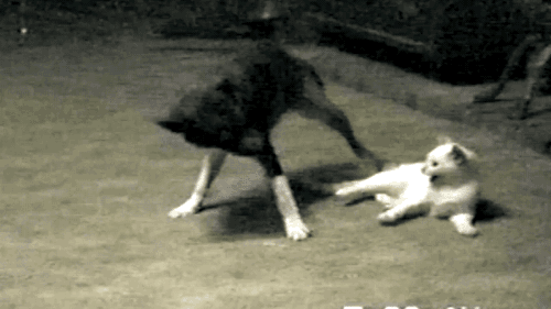 Nhân lúc mèo trắng không để ý, chú chó tinh nghịch dùng chiêu "lấy thịt đè người".