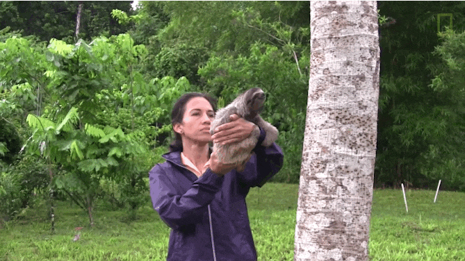 Boki được Correa nâng lên một thân cây, bắt đầu những bước đầu tiên trong cuộc sống độc lập.
