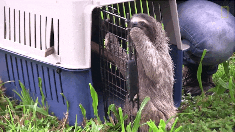 Vào một ngày đẹp trời, Boki đã được vợ chồng Correa và Yángüez trả về thiên nhiên hoang dã, nơi chú xứng đáng thuộc về.