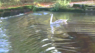 Màn trượt nước cực ngầu của ngỗng. Dường như đã quá quen với dòng chảy, con ngỗng lướt đi trên mặt nước với sắc mặt thản nhiên không đổi.