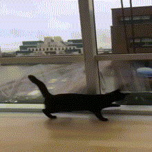  Ảnh động thú vị quay cảnh chú mèo nghịch ngợm không thể rời mắt khỏi dụng cụ lau kính của người đàn ông.