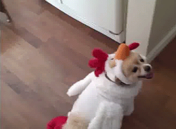 Hóa thân thành gà tây cáu gắt, chú chó cưng còn "diễn" giống hệt như gà. (Nguồn Bored Panda)