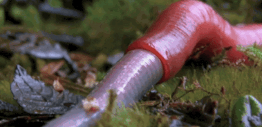 Về cơ bản, quá trình nuốt con mồi của đỉa đỏ khổng lồ gây kinh hoàng cũng giống như loài trăn, rắn. Tuy nhiên, thường những con trăn và rắn phải giết chết con mồi bằng cắt siết, cắn còn đỉa đỏ khổng lồ thì bỏ qua bước đó, nó nuốt sống con mồi một cách đầy man rợ.