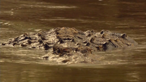 10. Được coi là một trong những tử thần đáng sợ nhất trong vương quốc động vật nhưng cá sấu chỉ chịu trách nhiệm cho khoảng 1000 ca tử vong của con người mỗi năm.