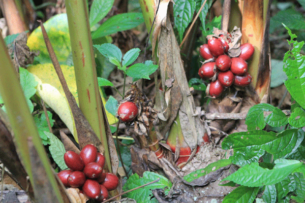 Thứ quả dại là “báu vật trên núi”, gặp được thì đừng bỏ qua