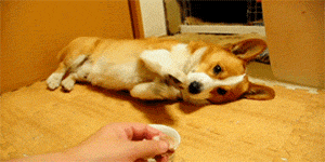 Chỉ vì miếng ăn, chú chó háu ăn sẵn sàng làm tất cả, kể cả việc nằm bò xuống cầu xin.