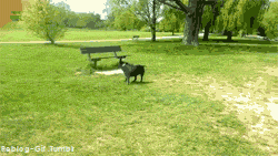 Không nhận thức được vật đang trêu tức mình chính là đuôi của bản thân, chú chó đáng yêu ngốc nghếch này làm trò hề cho chủ nhân ngắm.