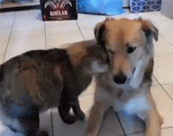 Cố làm lành sau khi trêu ghẹo con mèo chảnh chọe, chú chó này đã bị mèo từ chối và cào vào mặt.