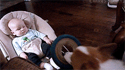 Muốn được ra ngoài chơi, chú chó đáng yêu mang đĩa ném đến bên cạnh cậu chủ nhỏ ngỏ ý muốn được chơi đùa cùng cậu chủ.