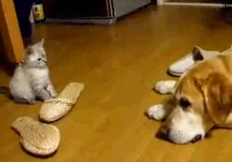 Nhỏ con nhưng đành hanh, chỉ chờ khi chủ đi vắng, mèo con sẽ lập tức bày trò bắt nạt anh chó.