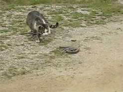 Ngay cả những con rắn độc cũng chưa bao giờ đe dọa được những con mèo không hề biết sợ hãi.