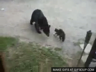 Những con gấu đen hùng dũng là thế, ám ảnh con người và những động vật nhỏ là thế nhưng khi mèo xù lông giận dữ, những con gấu đen cũng phải đi đường vòng.