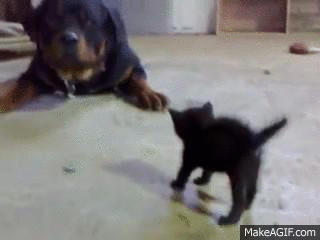 Kích thước chưa bao giờ là vấn đề của những con mèo dũng cảm, dù là nhỏ hơn đối phương cả chục lần nhưng chúng vẫn thừa sức dọa nạt kẻ thù to xác.