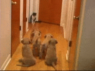 Áp đảo cả về số lượng và kích thước nhưng cả một bầy 7 con chó con vẫn không dám vượt qua chị mèo đanh đá đứng chặn ở cửa.