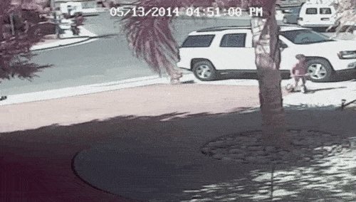 Phát hiện thấy cậu chủ nhỏ bị một con chó tấn công, chú mèo can đảm lập tức lao ra đánh tát con chó túi bụi, cứu thoát cậu chủ trong chớp mắt.