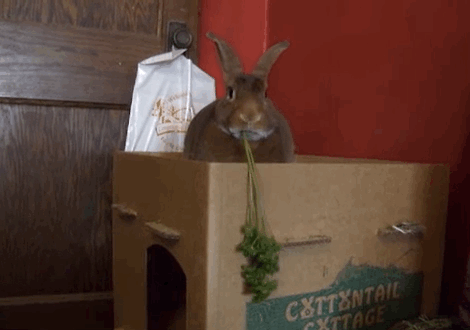 Ăn uống là phải tập trung, đây chính là nguyên tắc vàng của chú thỏ cơ bắp này. 