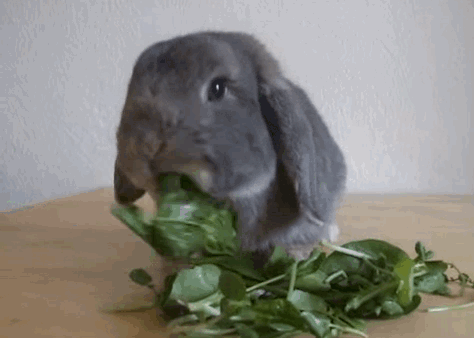 Những con thỏ có lẽ là một trong số những động vật dễ thương nhất trong vương quốc loài vật. Hình dáng dễ thương, tính cách ngoan ngoãn, hiền lành, đến cả cách ăn uống cũng khiến người ta ngắm mãi không chán.