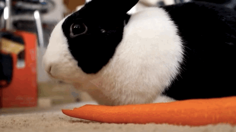 Là một quý ông, con thỏ ăn một bữa tối cổ điển với cà rốt nguyên củ.