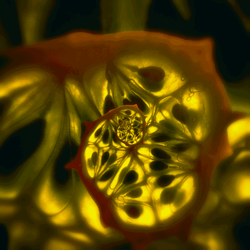 Thế giới của những cái gai có thể không hề "đau đớn" như bạn tưởng.