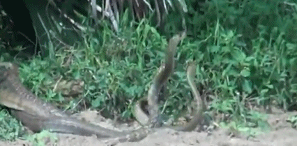 Ghe ron canh 3 con ran cuon chat lay nhau nhay mua-Hinh-3