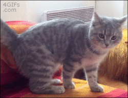 Đuôi mèo đập mặt mèo!
