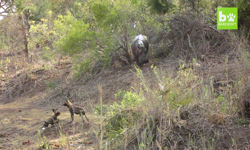 Khi hà mã lên được bờ, đàn chó hoang châu Phi đã xử lý xong con linh dương tội nghiệp. Chúng nhàn nhã, thoải mái như trêu tức hà mã.