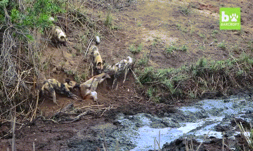 Chúng thậm chí còn dám khiêu chiến quyền uy của hà mã, loài động vật được cho là hung hãn nhất thế giới khi ngang nhiên săn giết con mồi ở khu vực hà mã nghỉ ngơi.