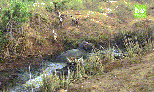 Phẫn nộ bởi thái độ khiêu khích của đàn chó hoang, hà mã gầm lên và quyết định dạy cho những kẻ săn mồi bé nhỏ một bài học.