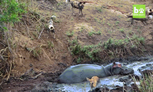 Không ngờ rằng, đàn chó hoang châu Phi không hề nể mặt hà mã mà rút lui, ngược lại chúng vẫn tìm cơ hội để tấn công linh dương ngay trước mặt hà mã.