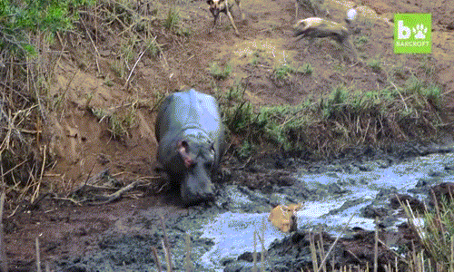 Nó lao đến đánh đuổi bấy chó hoang ranh mãnh và quay trở lại chỗ linh dương non đang vô cùng sợ hãi, đứng bất động dưới bùn.