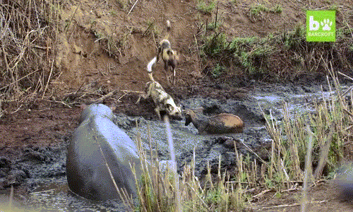 Nó tấn công bất cứ con chó hoang nào dám tiếp cận linh dương tội nghiệp.