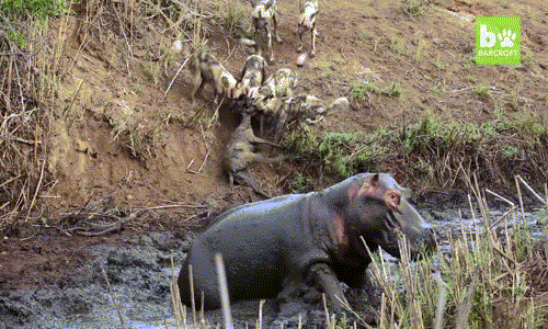 Kết quả cuối cùng, linh dương vẫn bị đàn chó hoang kéo lên khỏi vũng vùng và làm thịt ngay sau đó.