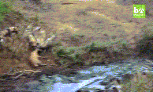 Khi thấy linh dương bị đàn chó hoang cắn xé ngay trong khu vực của mình, quá chướng mắt bởi sự ngang nhiên của bầy chó hoang khát máu, con hà mã khổng lồ lập tức thị uy.