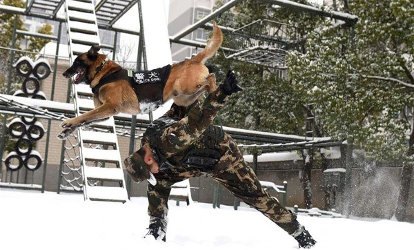 Khám phá cực bất ngờ về chó nghiệp vụ Trung Quốc